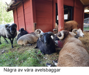Baggarna 2019.jpg